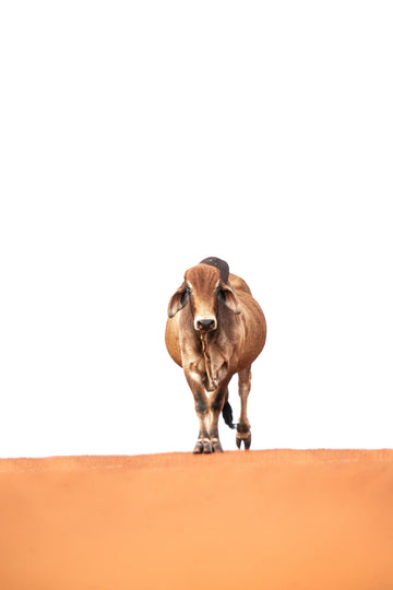 Bull Dust