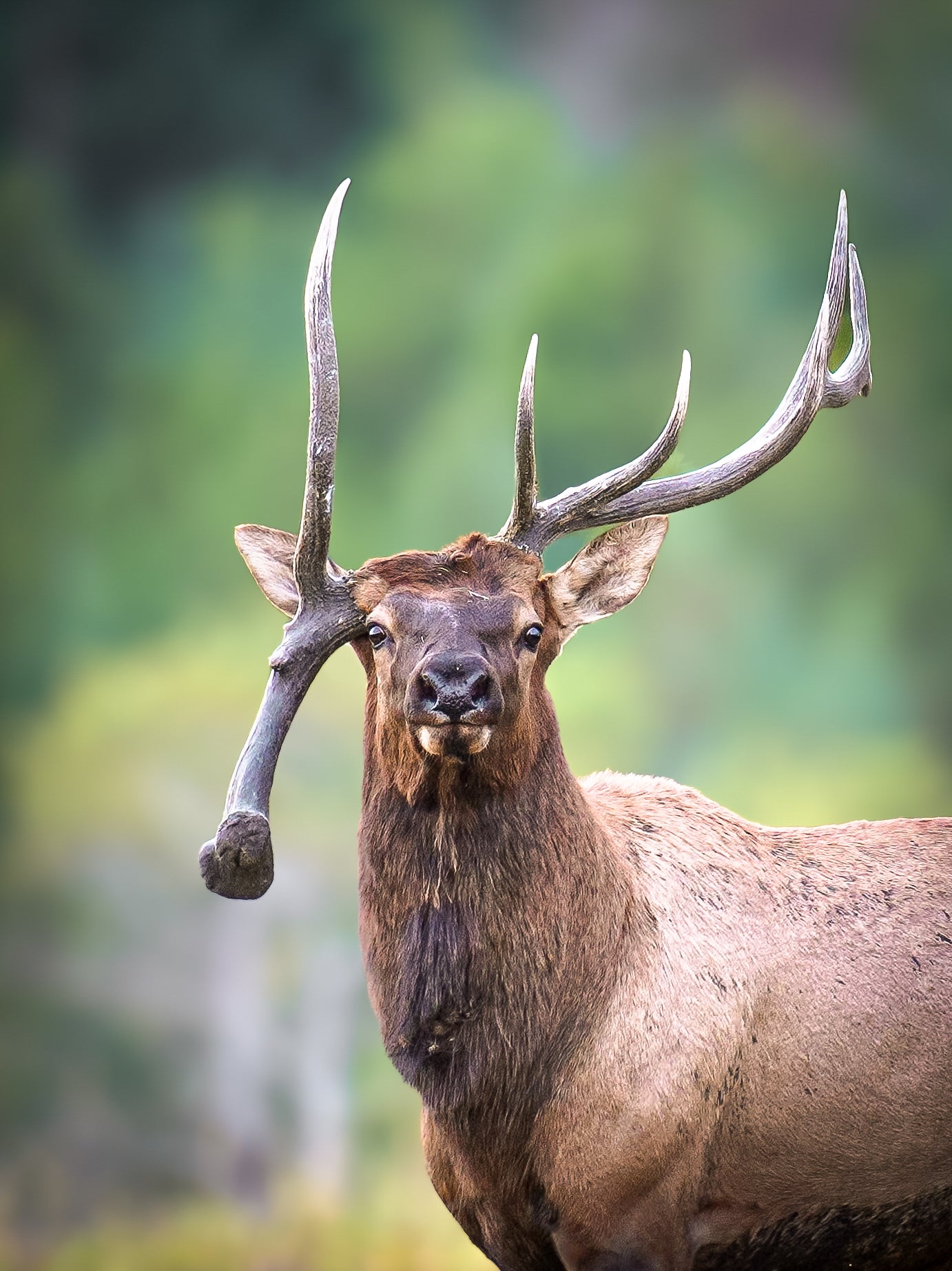 Lopsided - Main Image