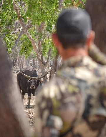 Bowhunting Banteng on Coburg Peninsula : Bulls, Blind Eyes, and a Dingo Den