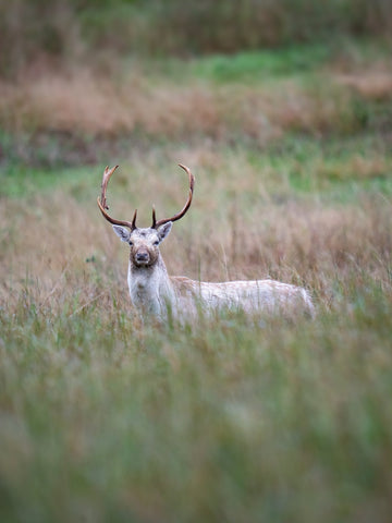 Beating Buck Fever: What Actually Works When Your Hands Won't Stop Shaking