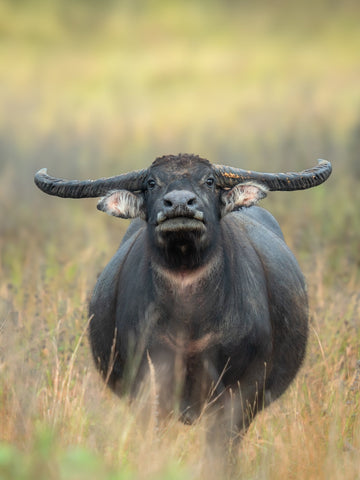 Top Tips for Hunting Australia's Northern Territory