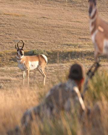 Punching Pronghorn Tags : Bowhunting The Fastest Animal On The Prairie