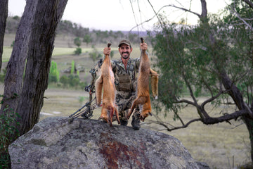 Fox predator control with the bow