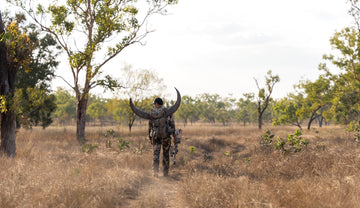 Water buffalo bull, Northern Territory