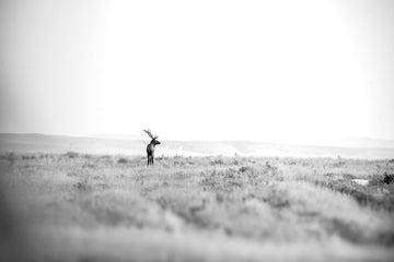 Lessons From Montana hero shot