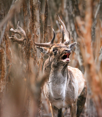 Fallow Frenzy : Bowhunting Rutting Bucks!