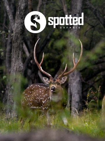 Introducing Spotted Safaris - Guided Chital Deer Hunts, Australia