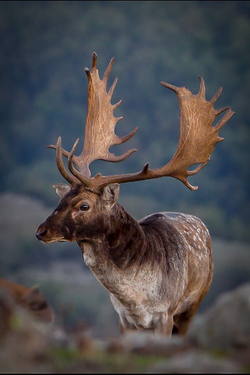 Bowhunting Bulgaria : World Class Rutting Fallow Bucks!
