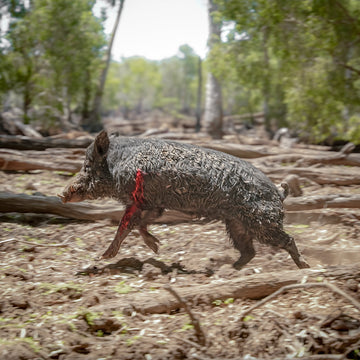 Bedded Boars: Patience, Anatomy & Tough Shots In The Mud