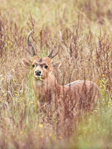 Hog Deer : Ten Days Chasing Shadows In The Grass