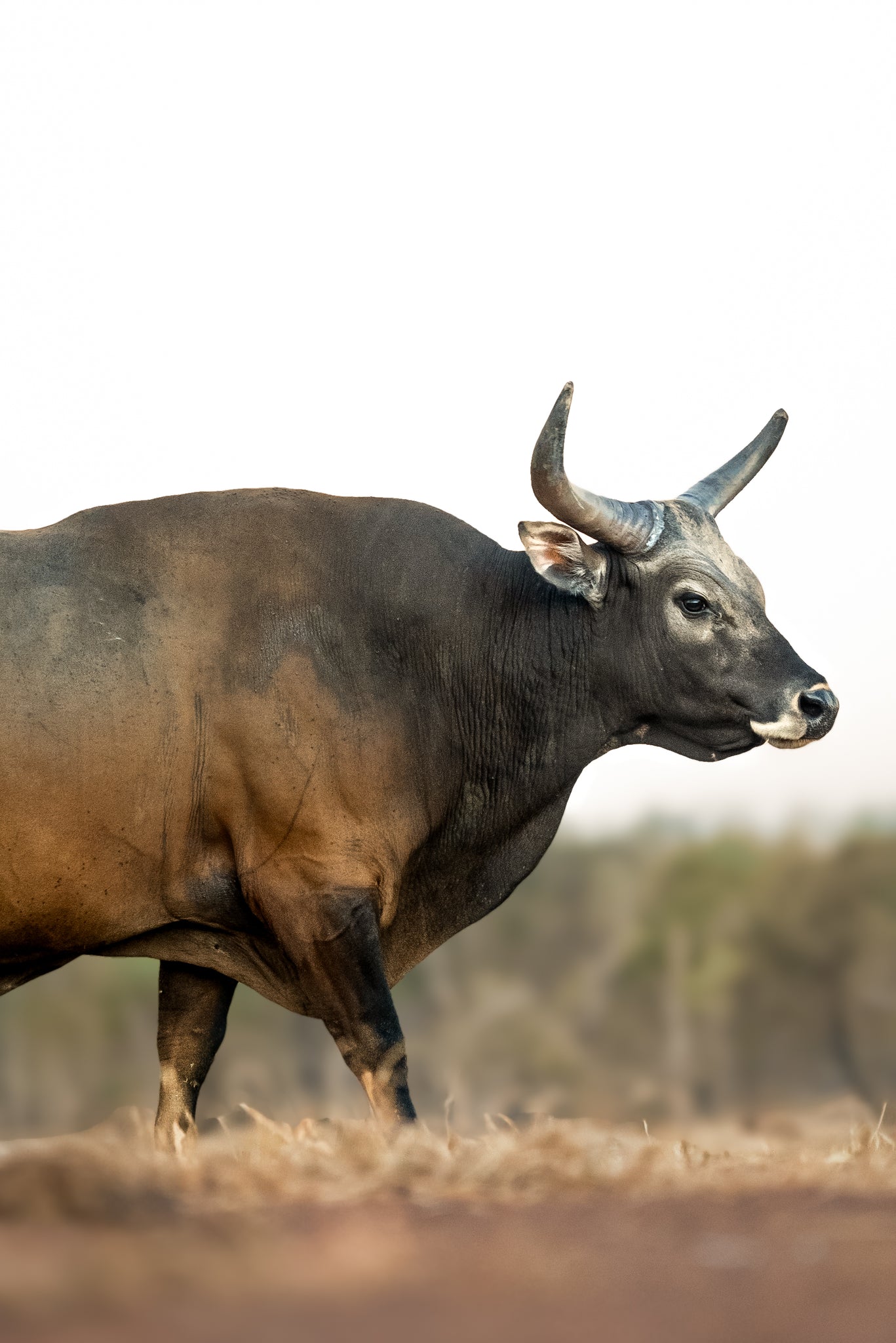 Banteng Bull