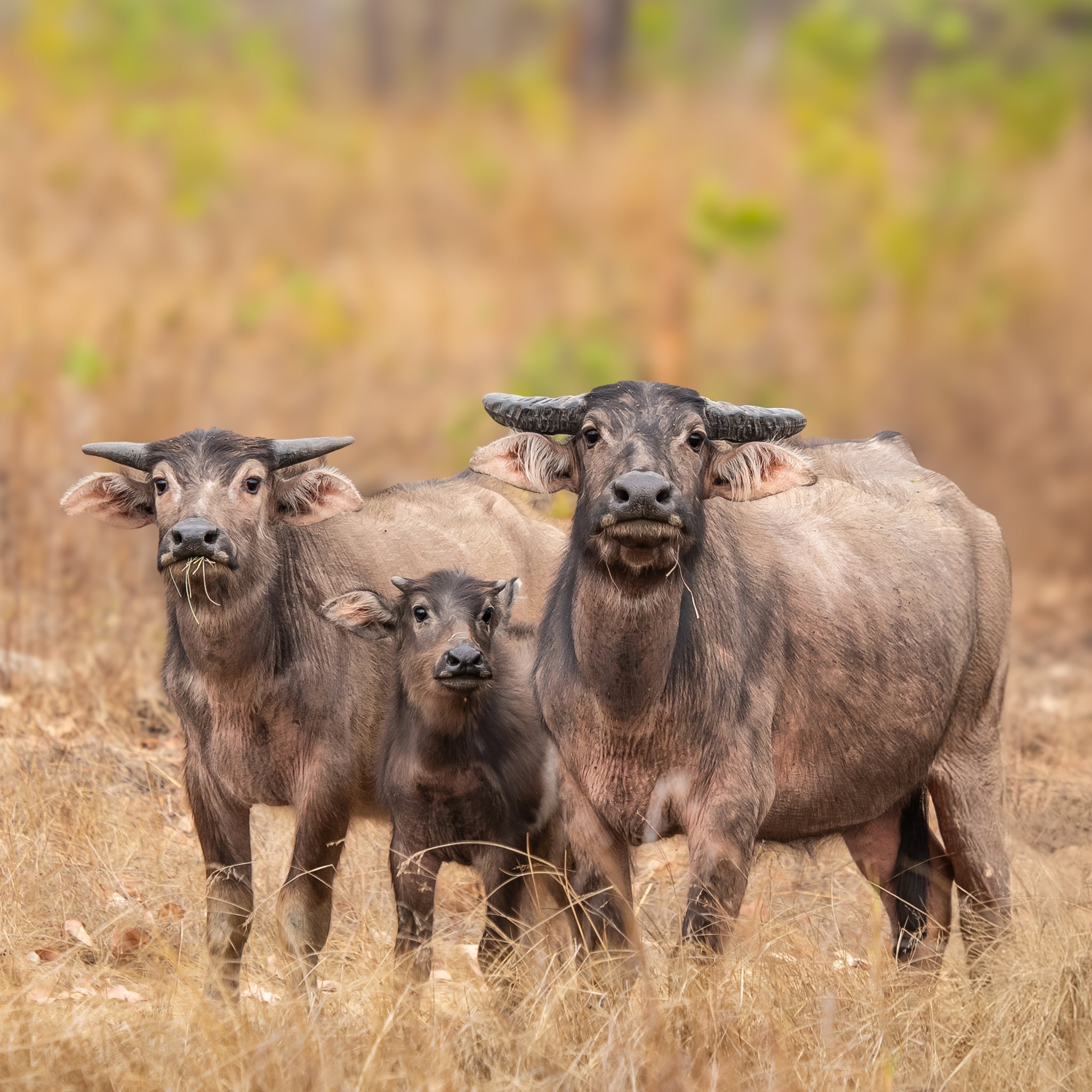 Buffalo Trio