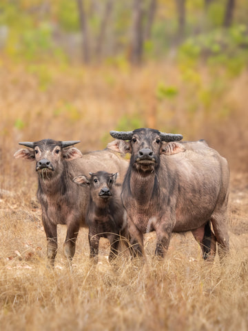 Buffalo Trio