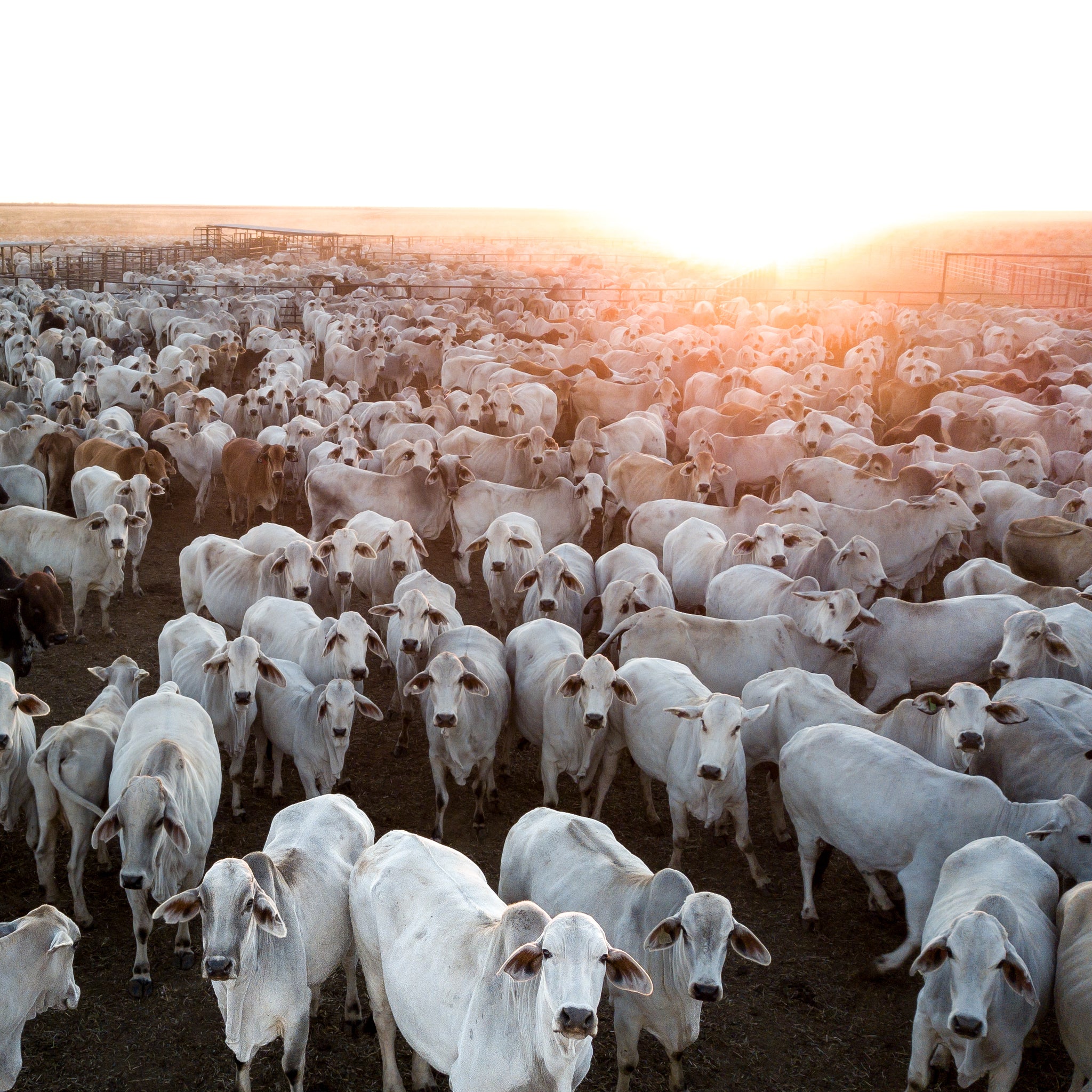 Cattle Muster