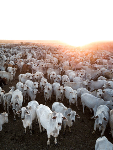 Cattle Muster