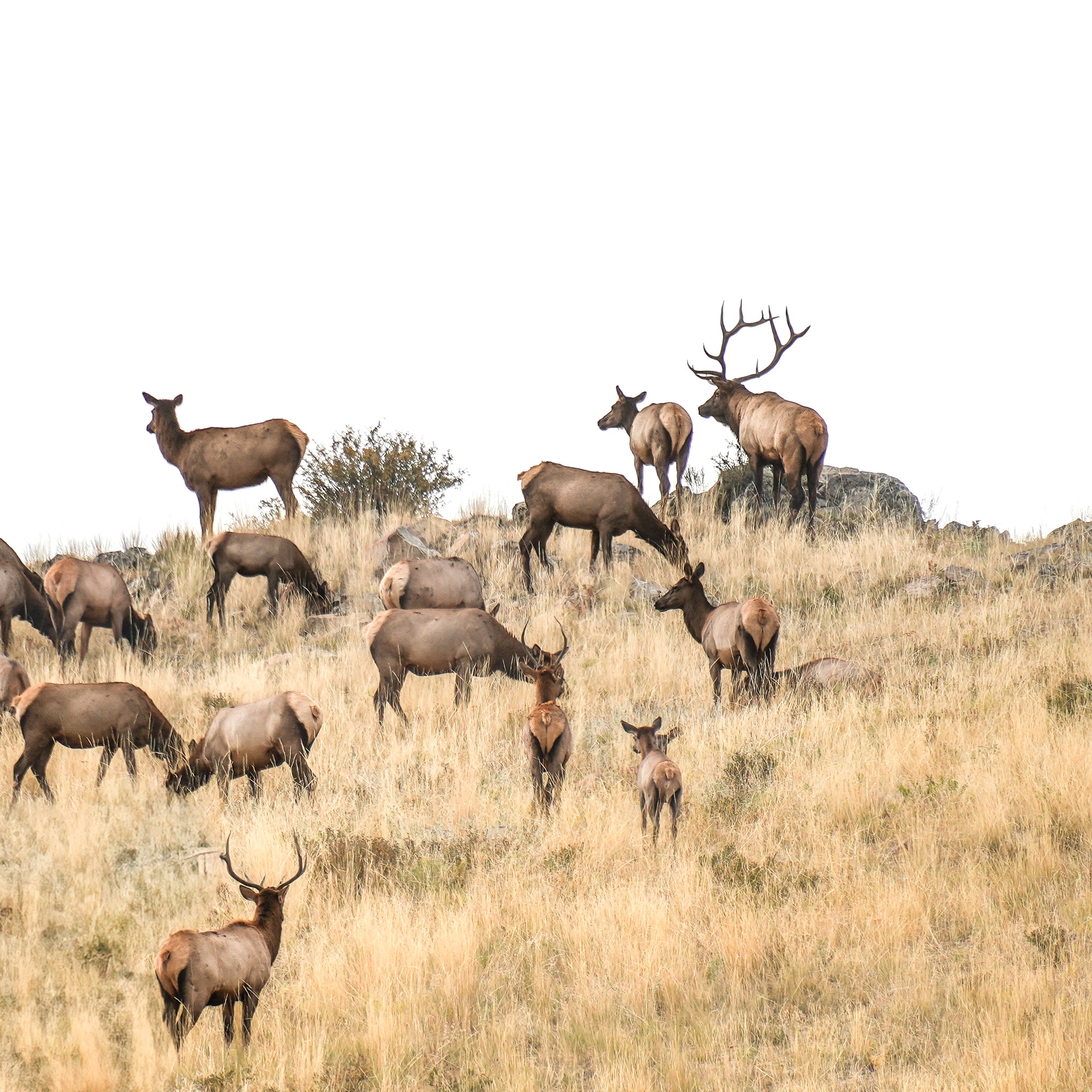 Elk Ridge (Portrait)