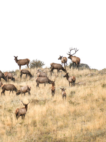 Elk Ridge (Portrait)