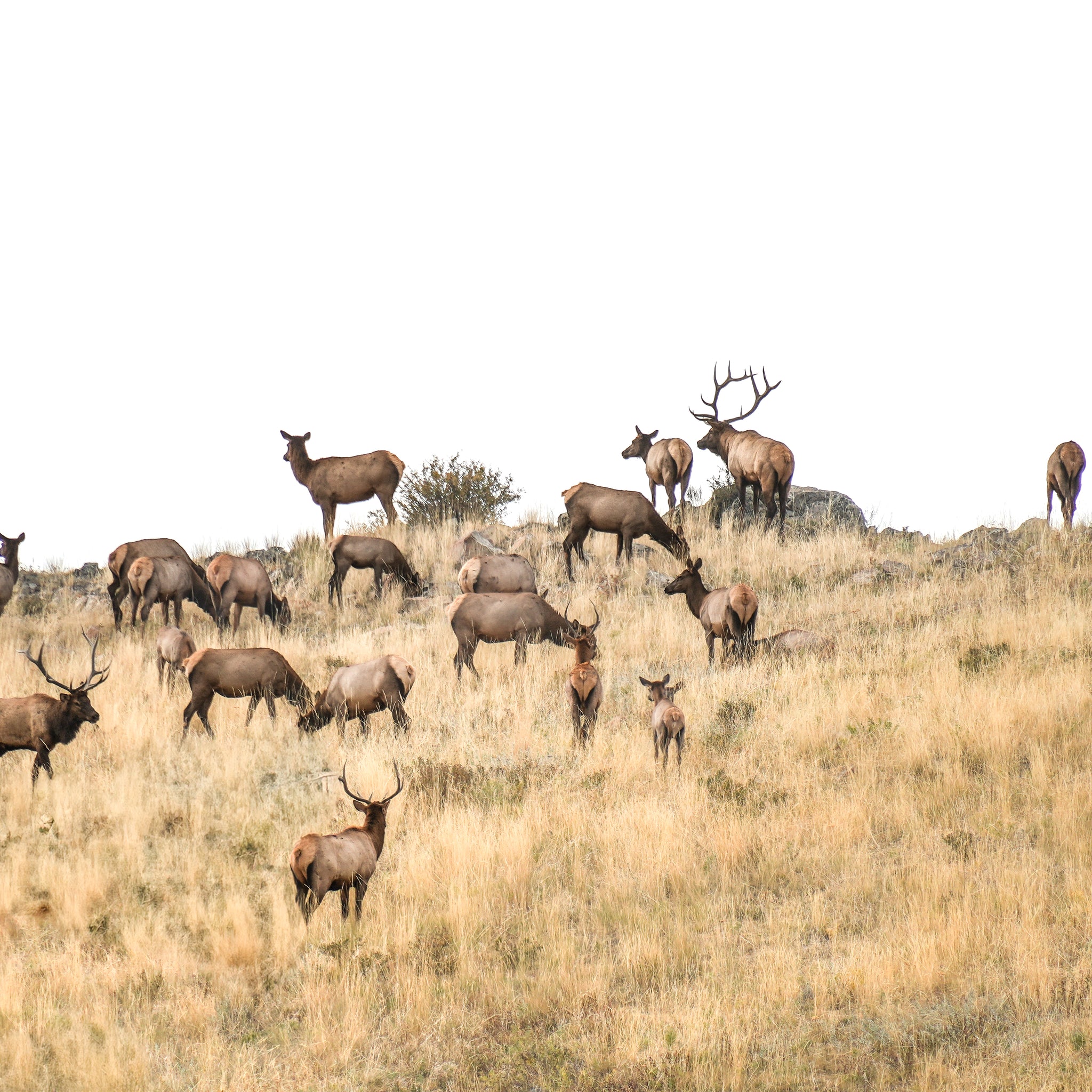 Elk Ridge (Landscape)