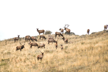 Elk Ridge (Landscape)