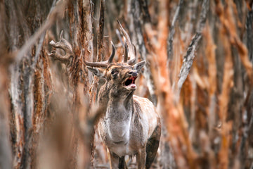 Fallow Buck