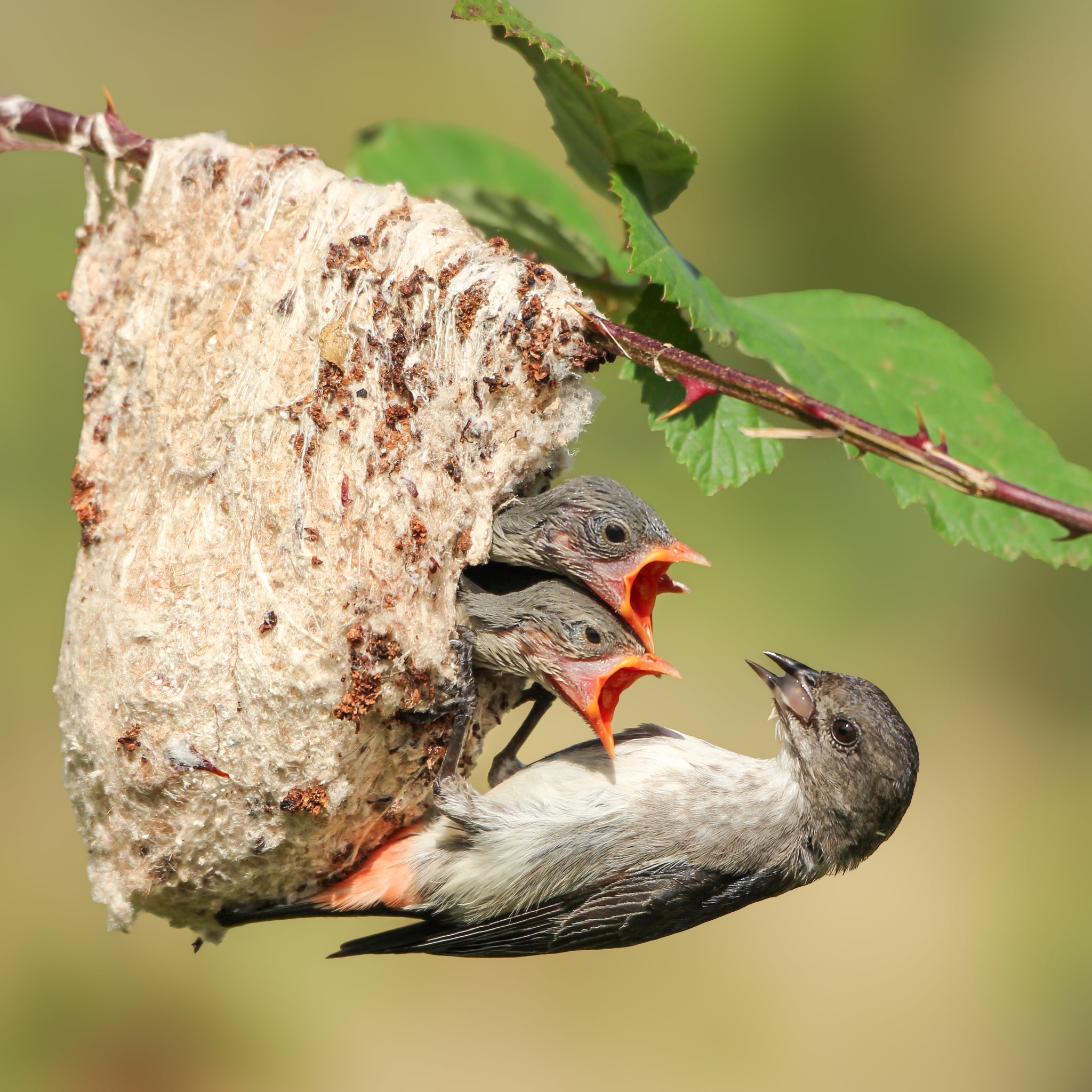 Mother's Nature