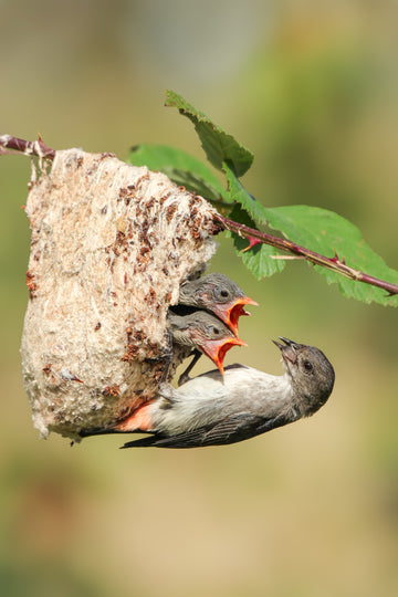 Mother's Nature