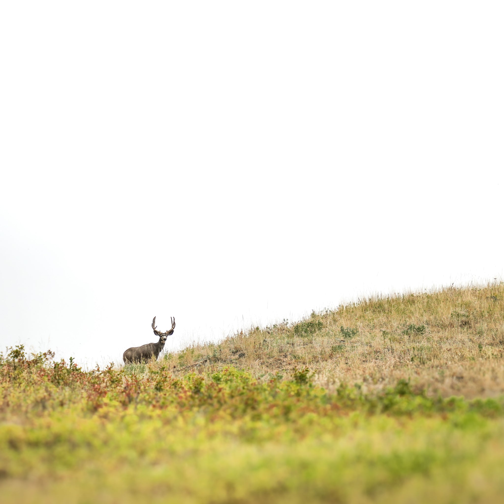 Mountain Muley (Landscape)