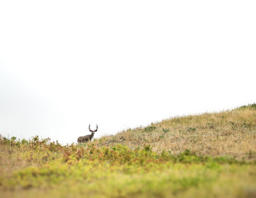 Mountain Muley (Landscape)