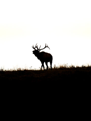 September Silhouettes