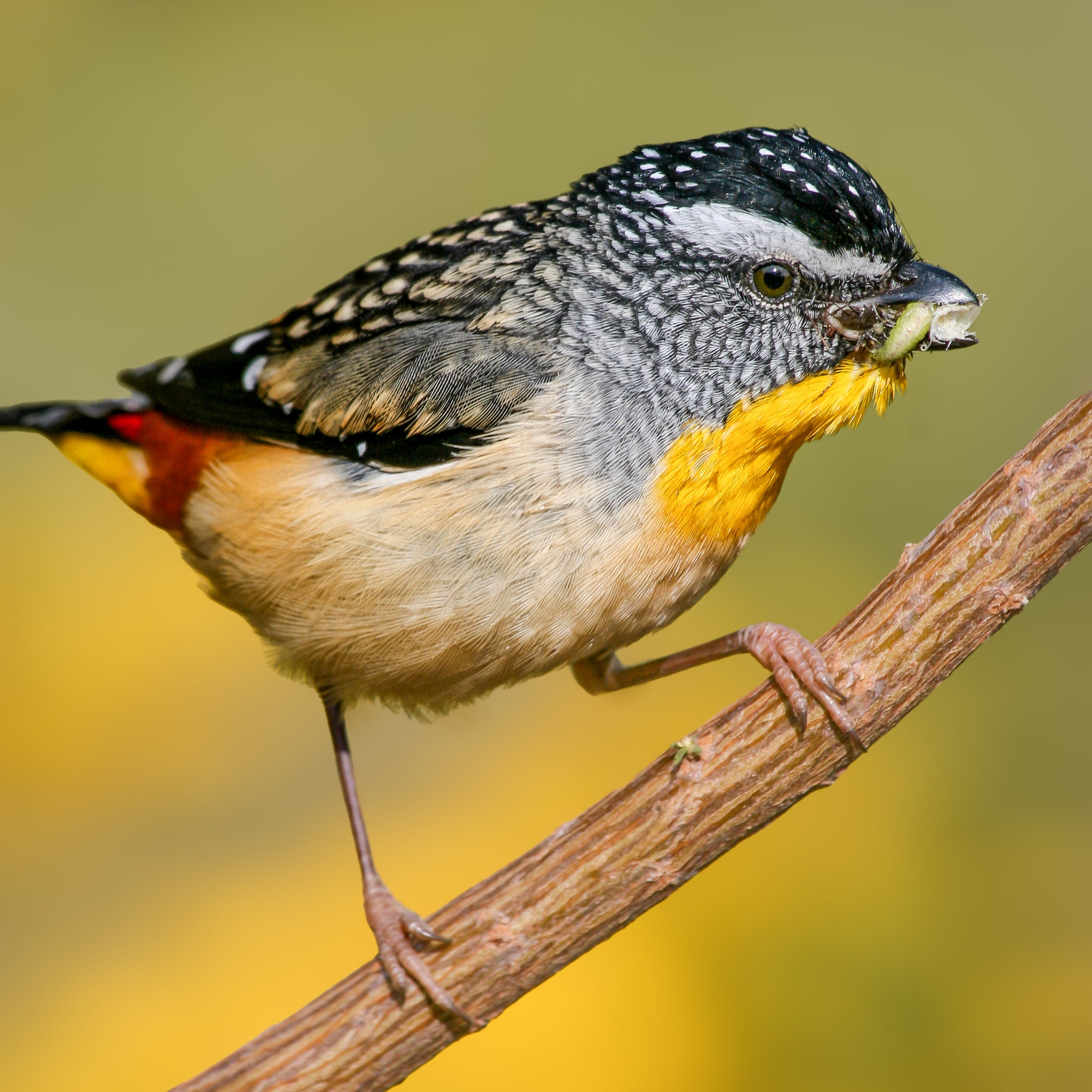 Spotted Pardalote