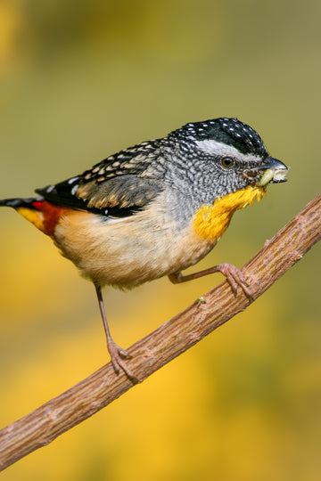 Spotted Pardalote