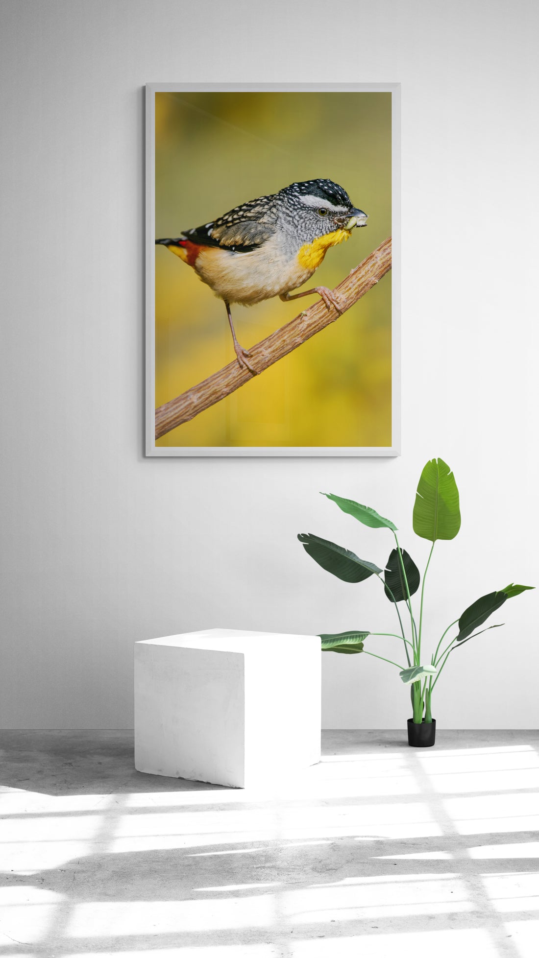 Spotted Pardalote