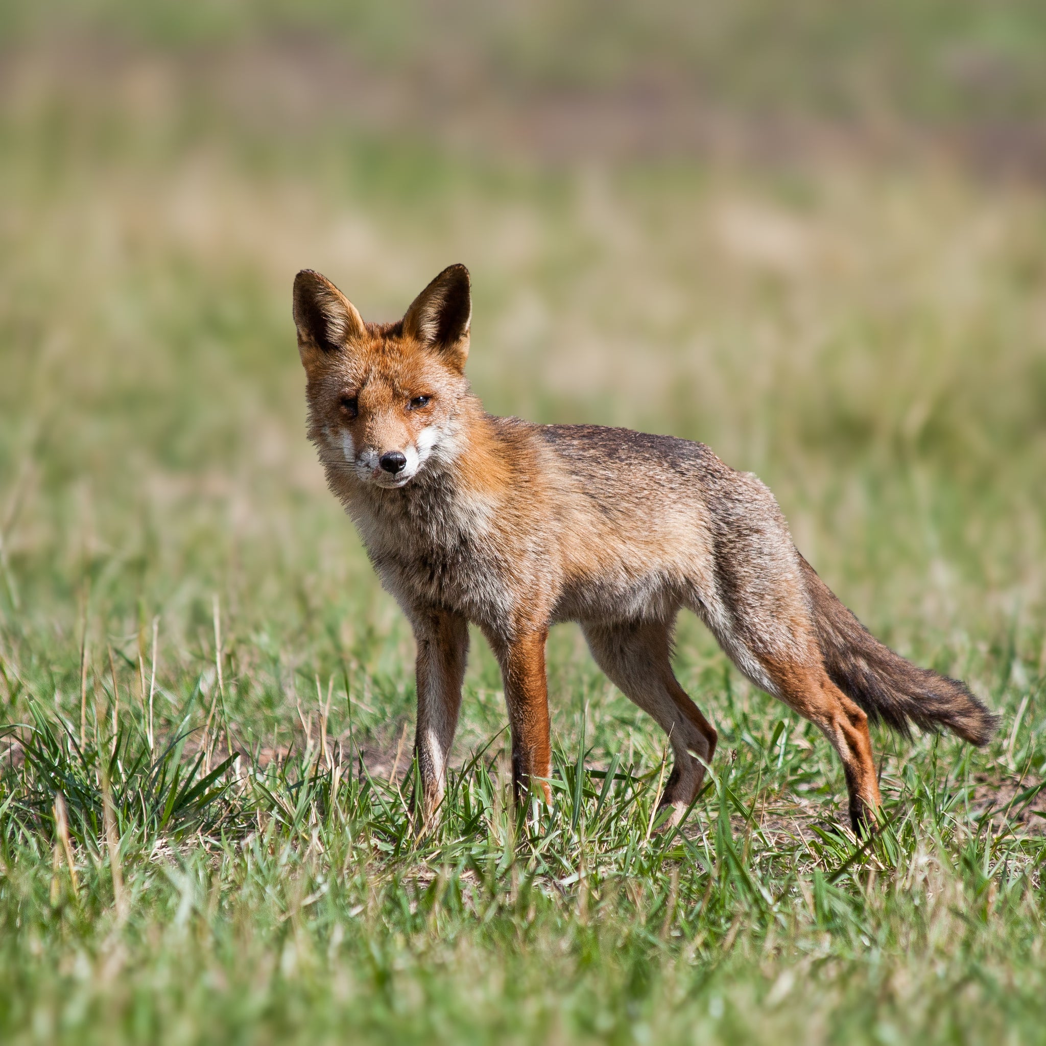 Vulpes vulpes