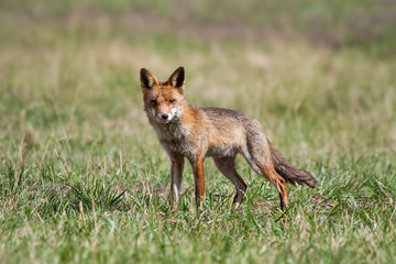 Vulpes vulpes